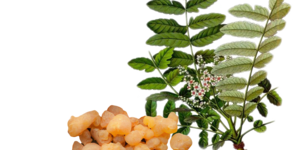 Boswellia serrata (incenso)
