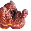 Reishi / Ling Zhi / Ganoderma lucidum